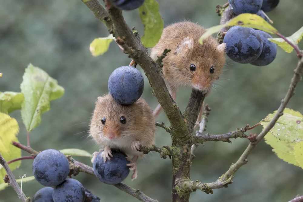 Mouse-colored Thistletail (Asthenes griseomurina)