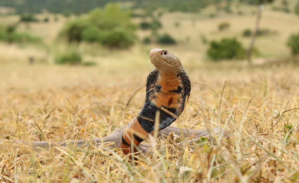 Mozambique-Speikobra