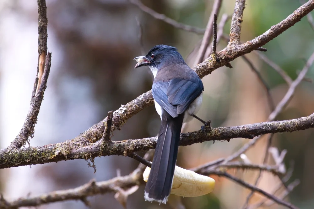 Mrs. Degoudins Fasanenkopf (Heterophasia desgodinsi)