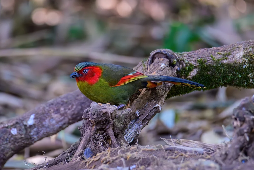 Mrs. Rippons Liocichla (Liocichla ripponi)