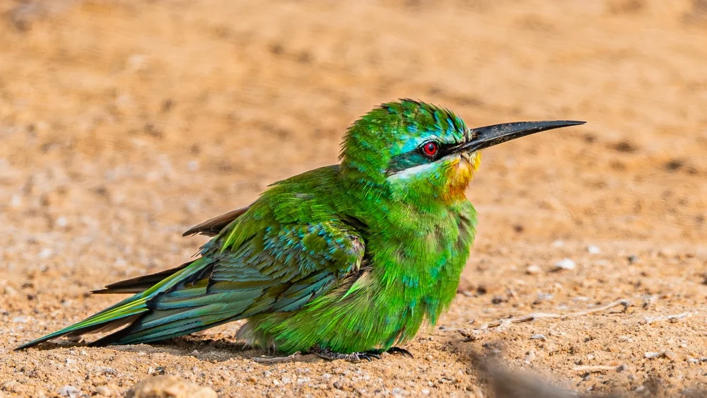 Muellers Bienenfresser (Merops muelleri)