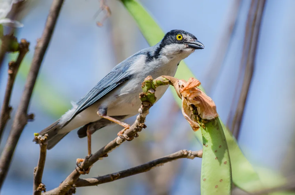 Mützen-Nemosia (Nemosia pileata)