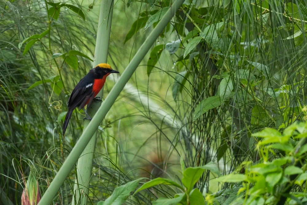 Mufumbiri-Würger (Laniarius mufumbiri)