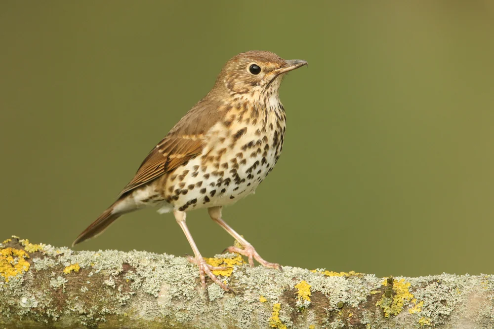 Mupin-Drossel (Turdus mupinensis)