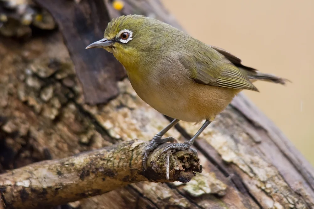 Murphys Brillenvogel (Zosterops murphyi)