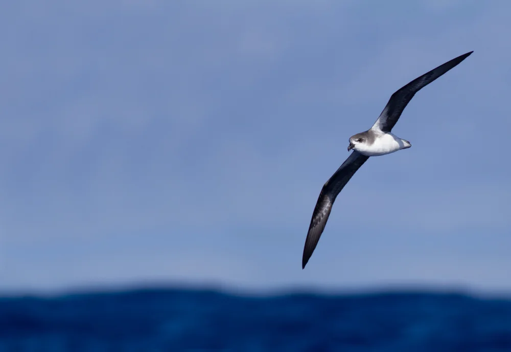 Murphys Sturmvogel (Pterodroma ultima)