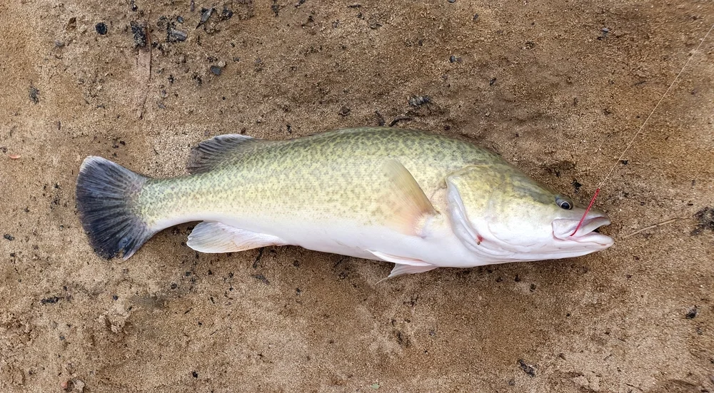 Murray-Forelle (Maccullochella peelii)