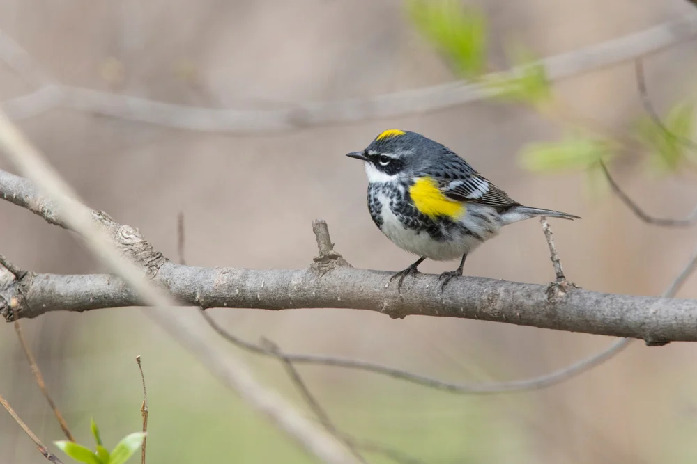 Myrtenwaldsänger (Setophaga coronata)