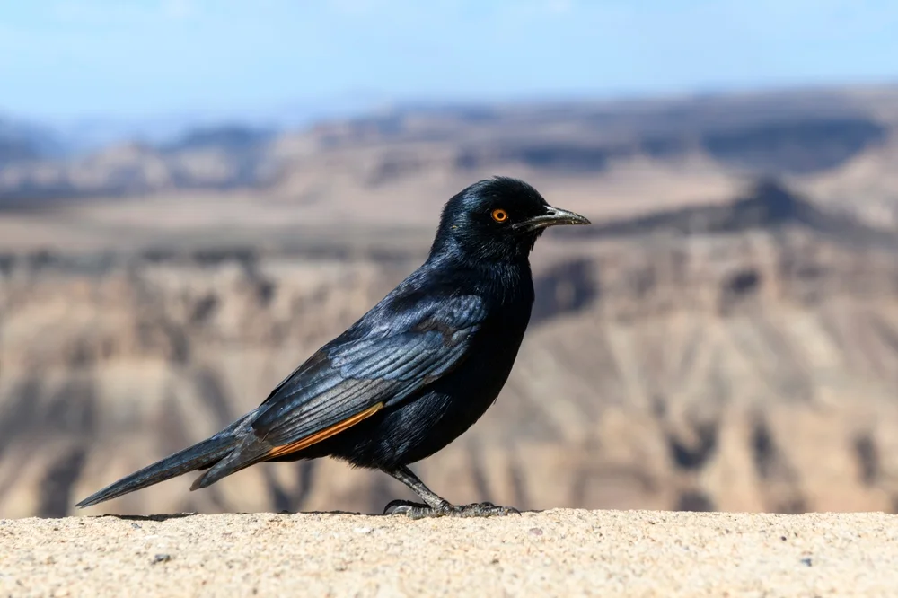 Nabouroup-Stare (Onychognathus nabouroup)