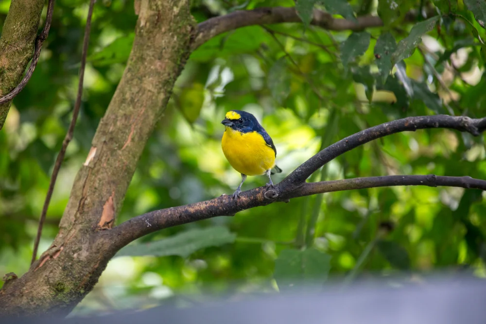 Nachahmer-Organist (White-vented Euphonia)