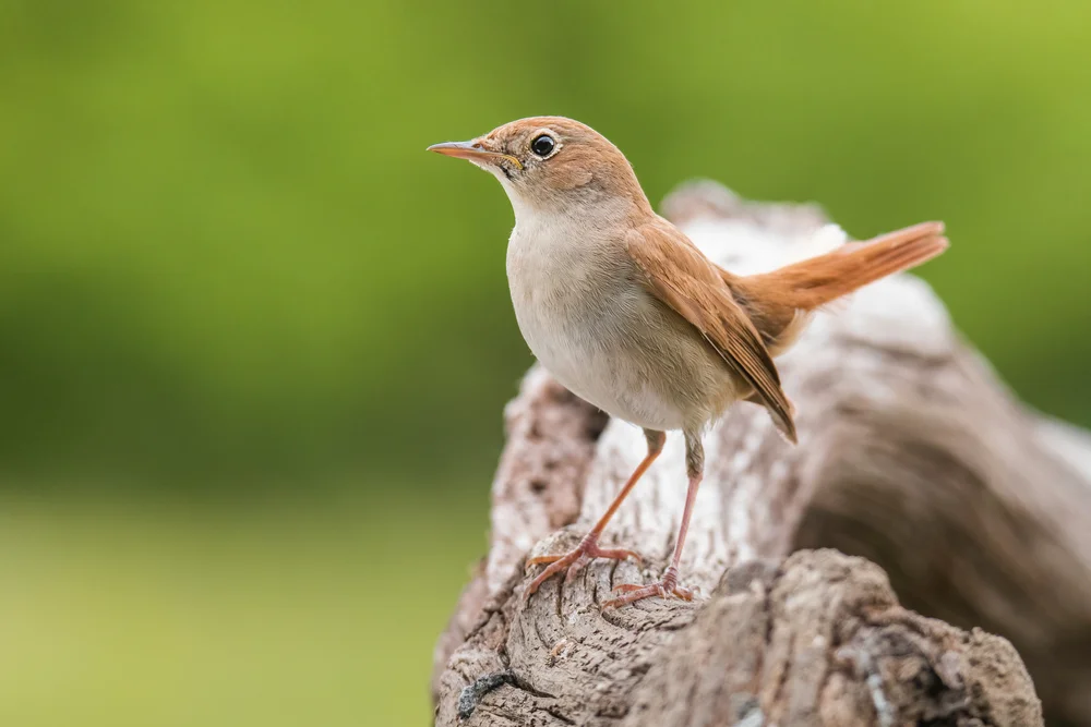 Nachtigall (Luscinia megarhynchos)