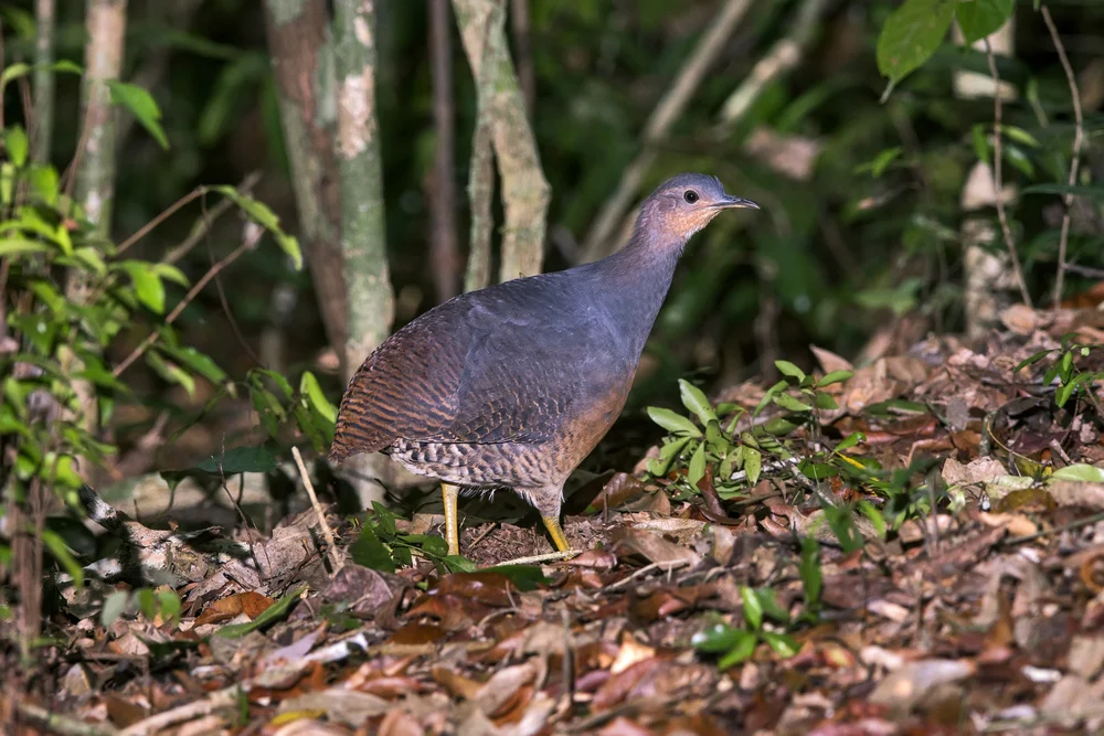 Nachtzwergtinamu (Crypturellus noctivagus)