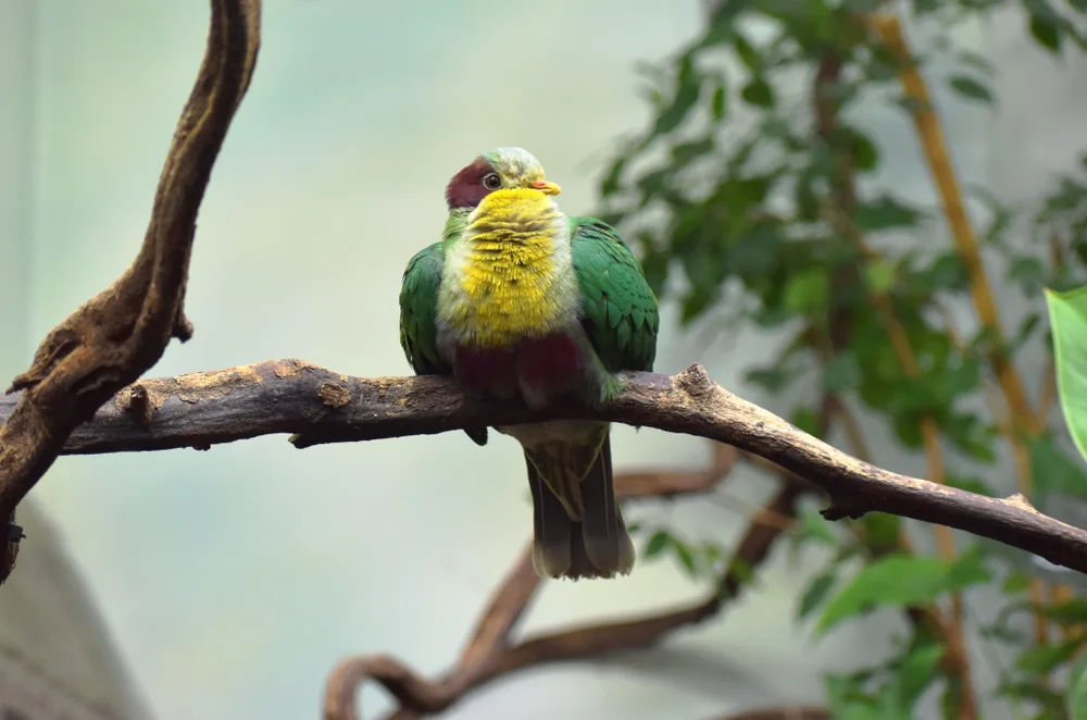 Nacken-Fruchttaube (Ptilinopus occipitalis)