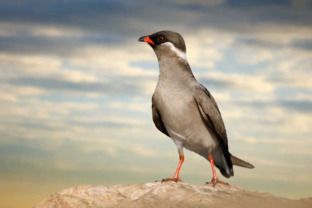 Nackenband-Brachschwalbe (Glareola nuchalis)
