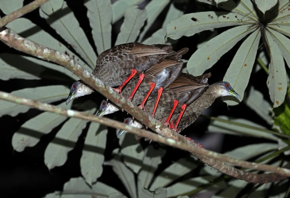 Nackthalsschwätzer (Himantornis haematopus)