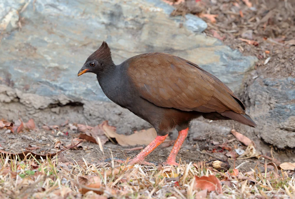 Nackthalssultanshuhn (Megapodius decollatus)