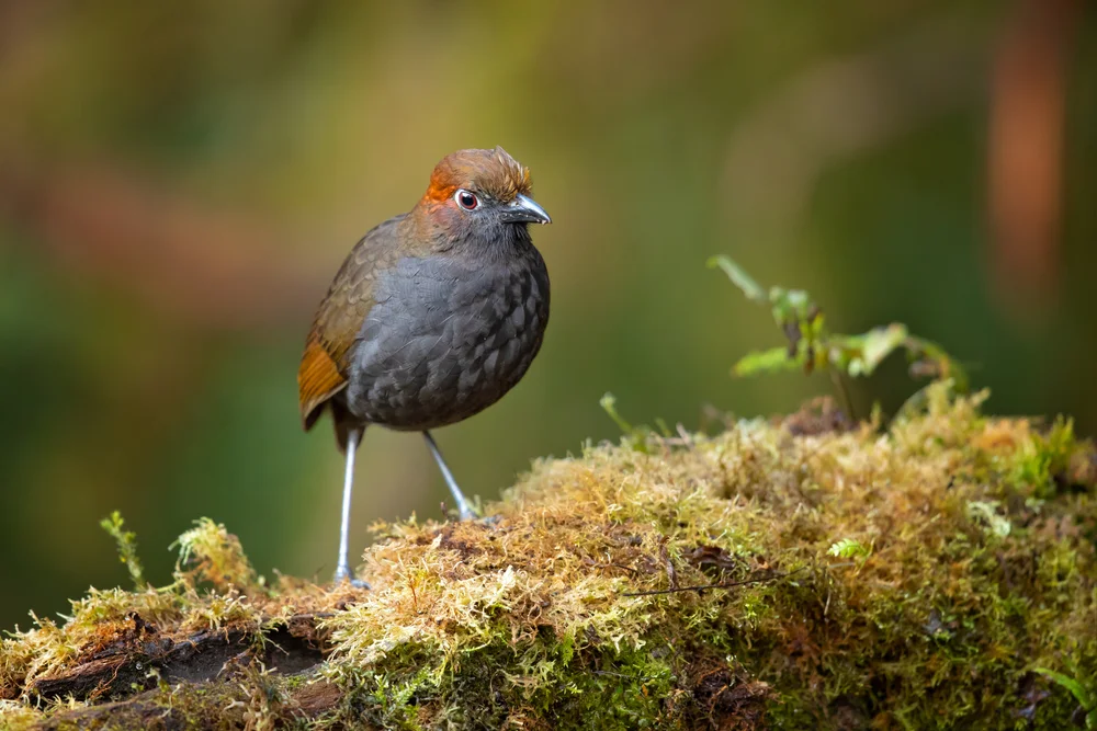 Nacktkehl-Ameisenpitta (Grallaria nuchalis)