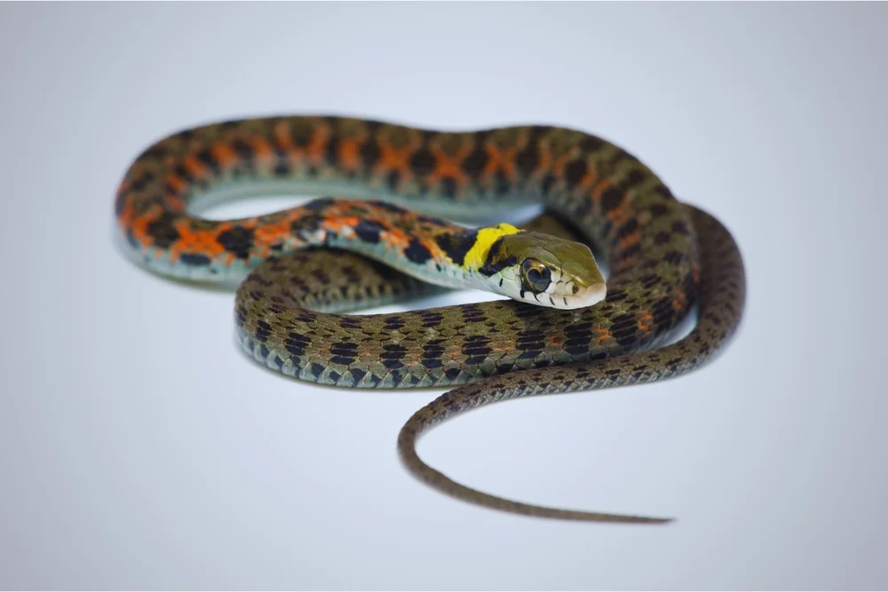 Nacktnatter (Rhabdophis)
