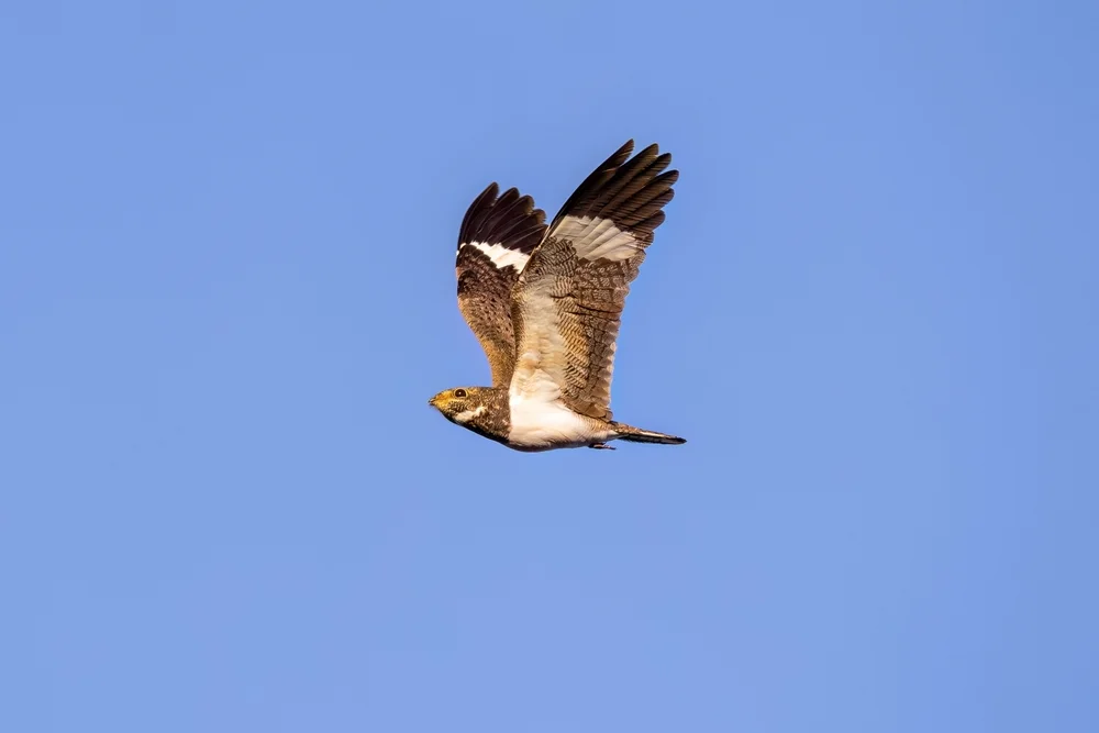 Nacunda-Nachtschwalbe (Chordeiles nacunda)