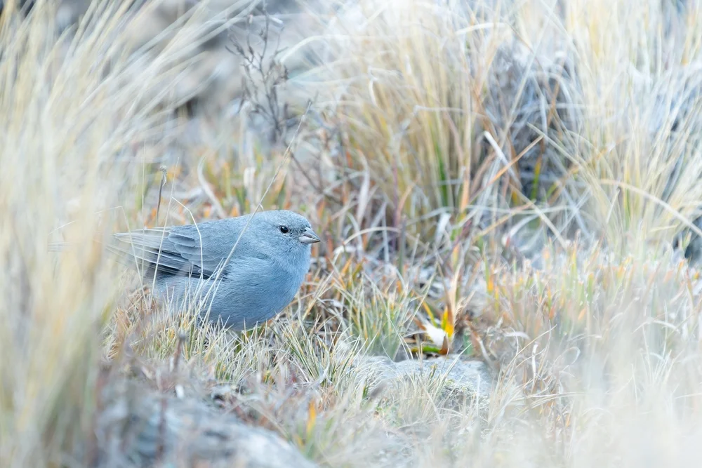 Näherer Tapaculo (Scytalopus zimmeri)