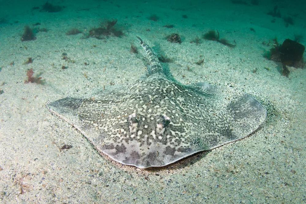 Nagelrochen (Raja clavata)