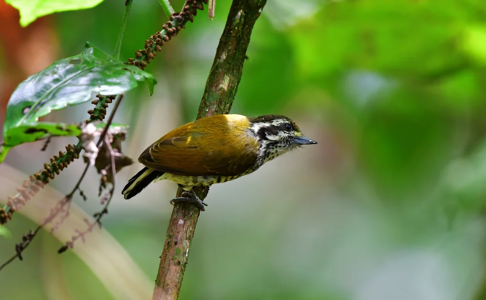 Namenloser Zwergspecht (Picumnus innorninatus)
