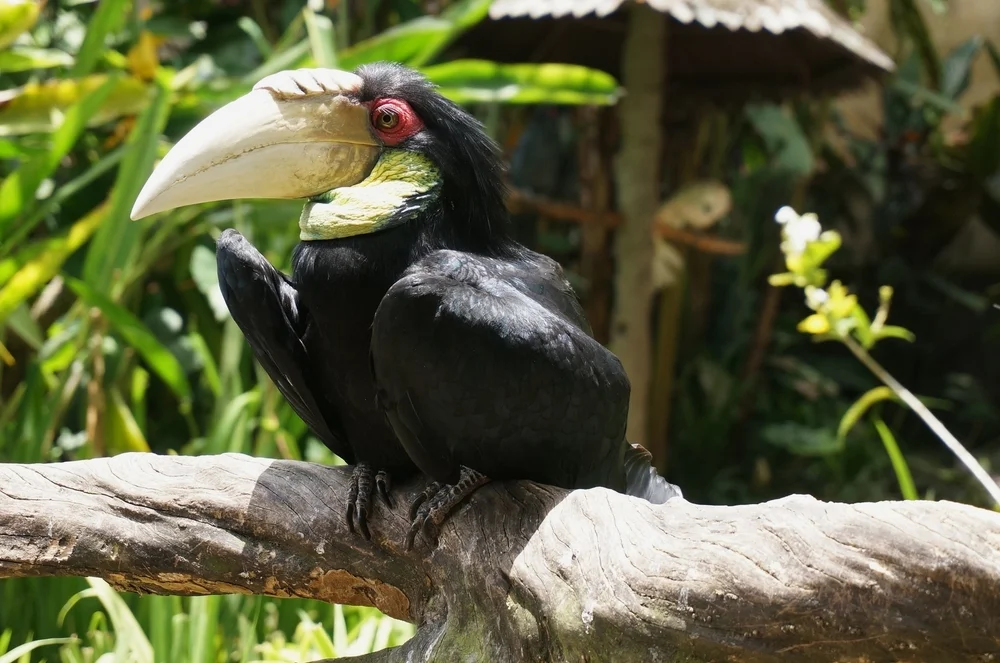 Narcondam-Nashornvogel (Rhuticeros everetti)