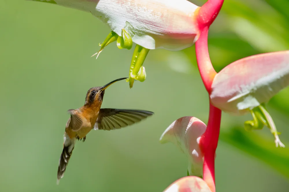 Narinaschattenkolibri (Phaethornis malaris)