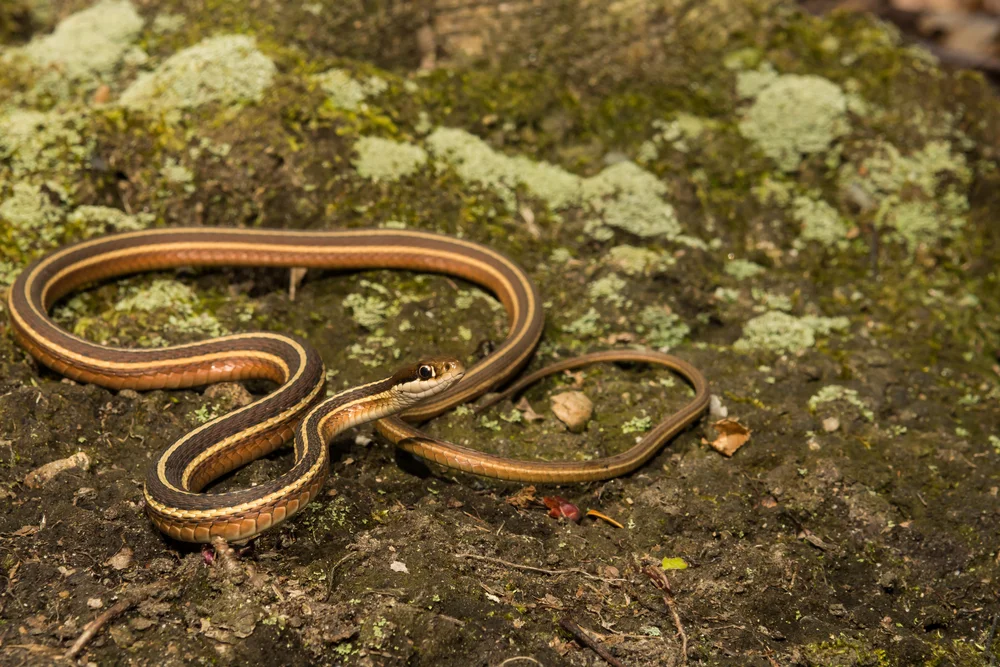 Narrow-headed Garter Snake (Thamnophis rufipunctatus)