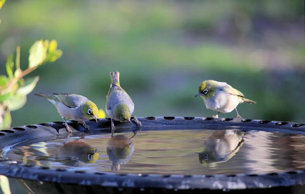 Natal-Brillenvogel (Zosterops natalis)