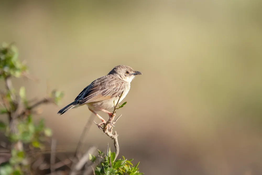 Natal-Cistensänger (Cisticola natalensis)