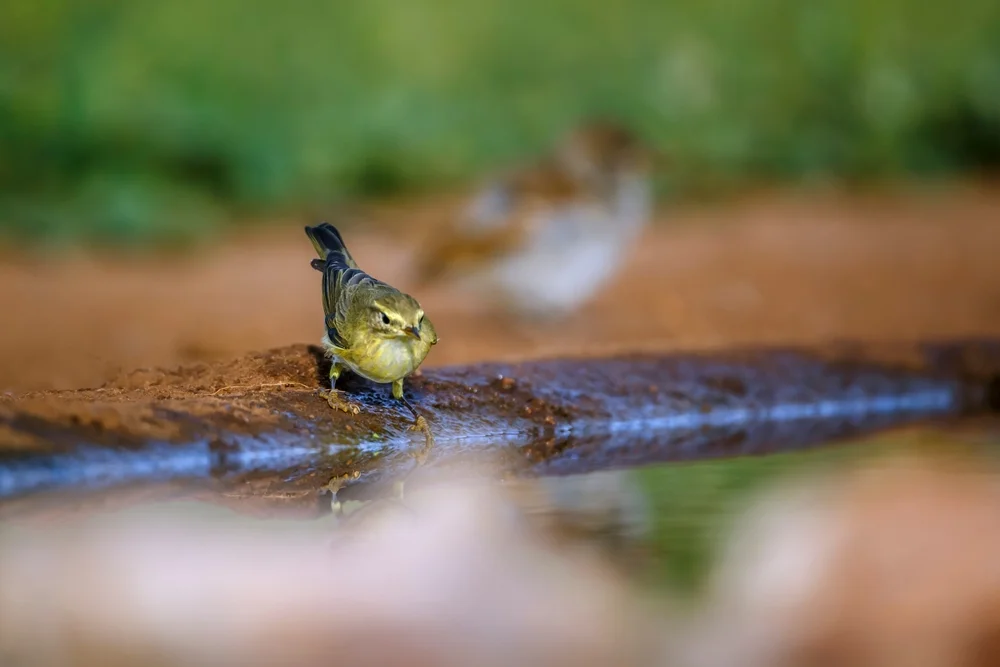 Natal-Grasmücke (Iduna natalensis)