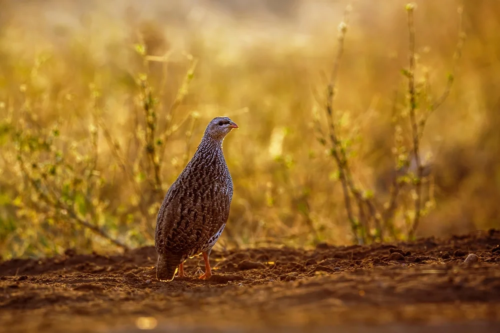 Natalfrankolin (Pternistis leucoscepus)