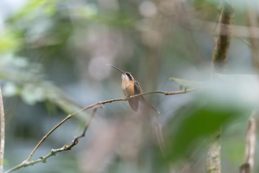 Natterer-Schattenkolibri (Phaethornis nattereri)