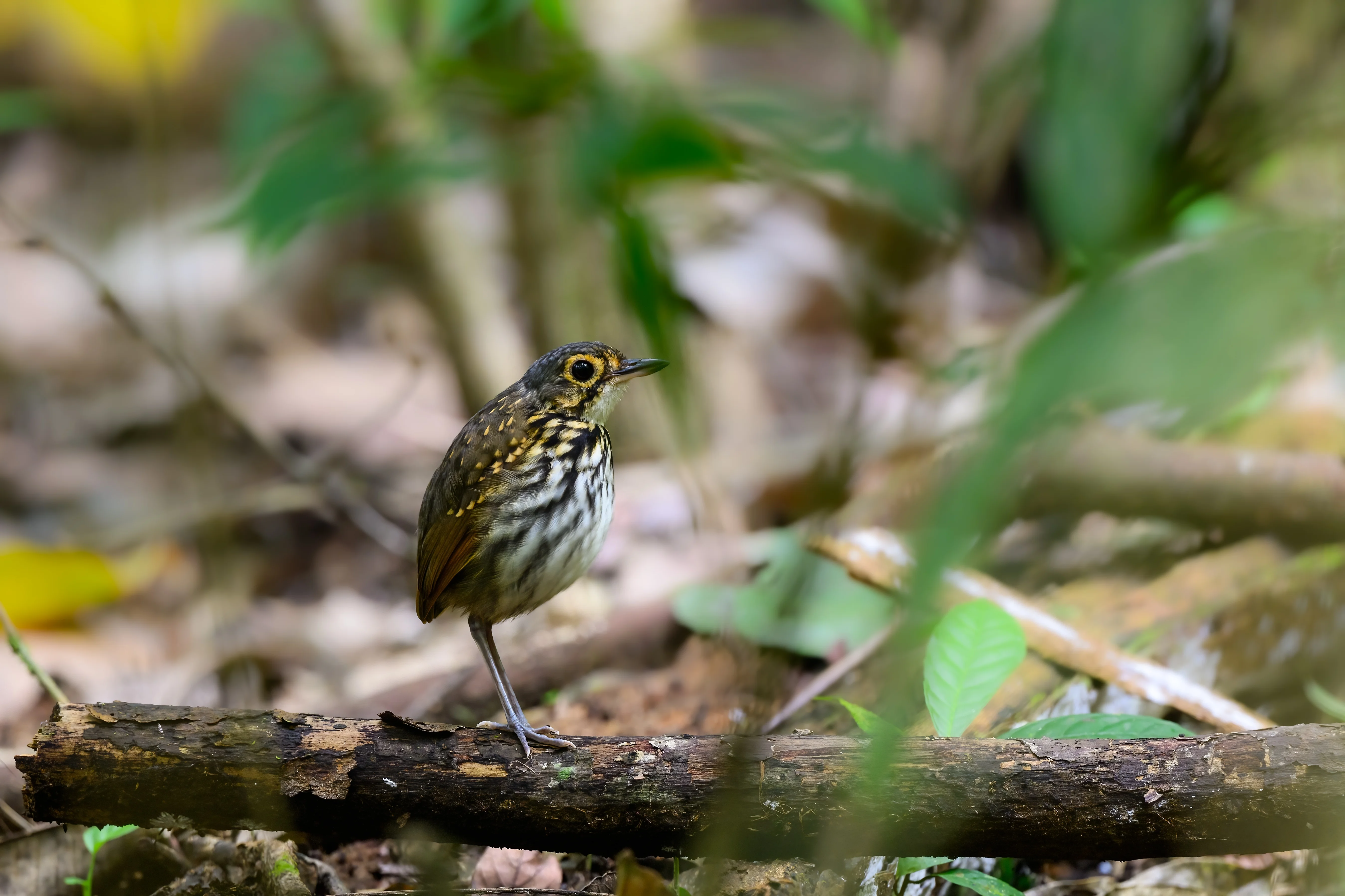 Natterers Baumtyrann (Hylopezus nattereri)