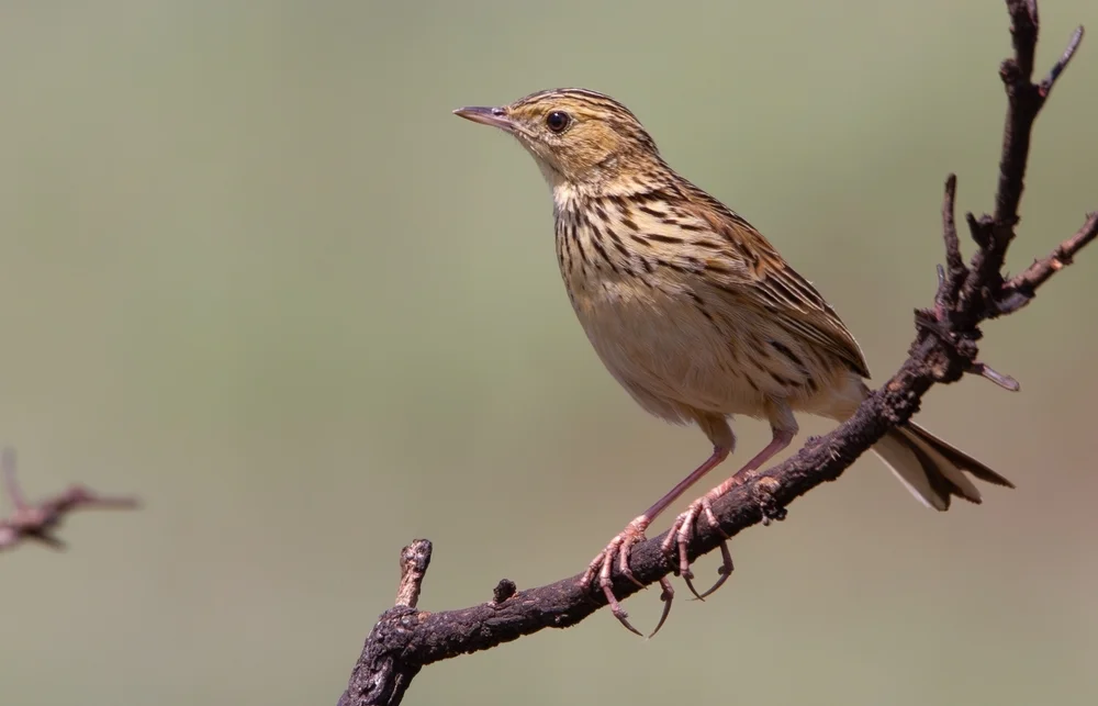 Natterers Pieper (Anthus nattereri)