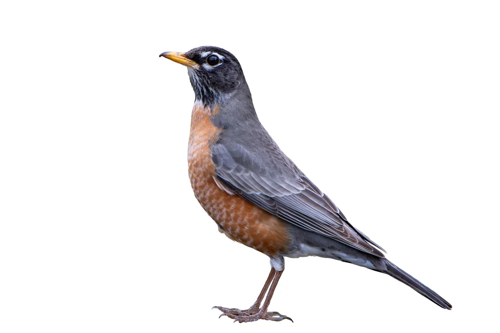 Naumanns Drossel (Turdus naumanni)