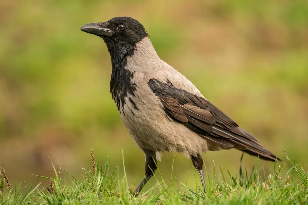 Nebelkrähe (Corvus cornix)
