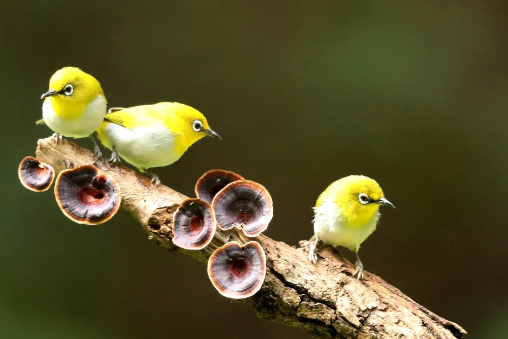 Nehrkorn-Brillenvogel (Zosterops nehrkorni)