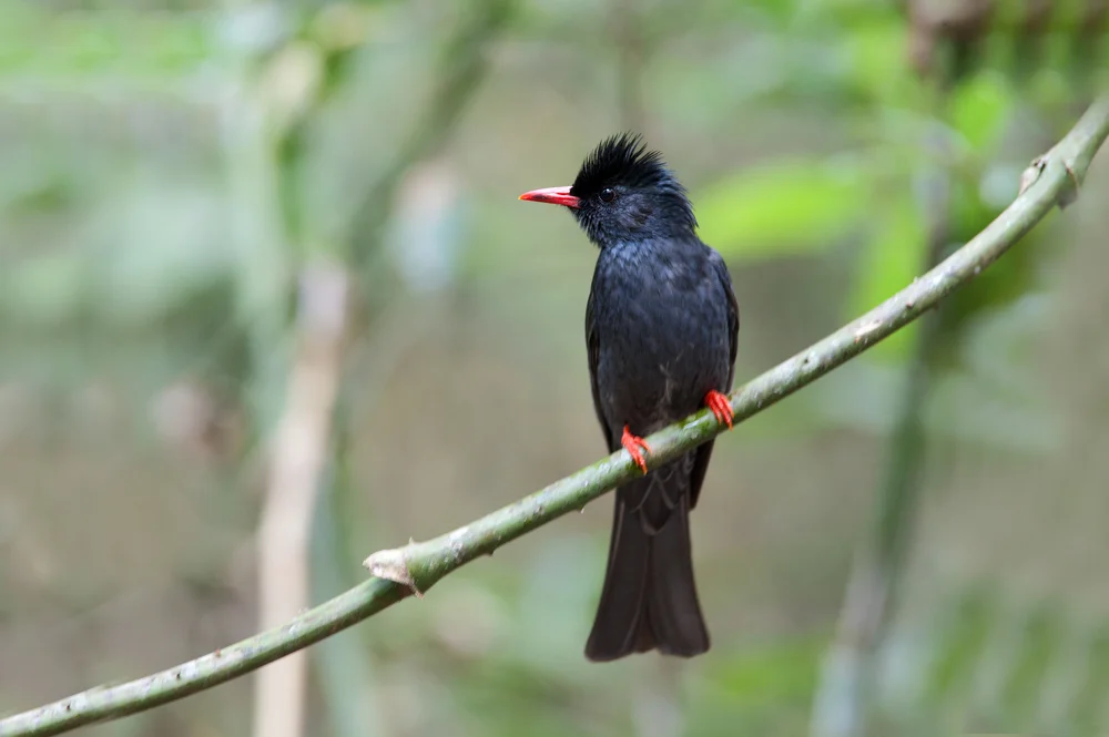 Neilgherry-Bulbul (Hypsipetes ganeesa)