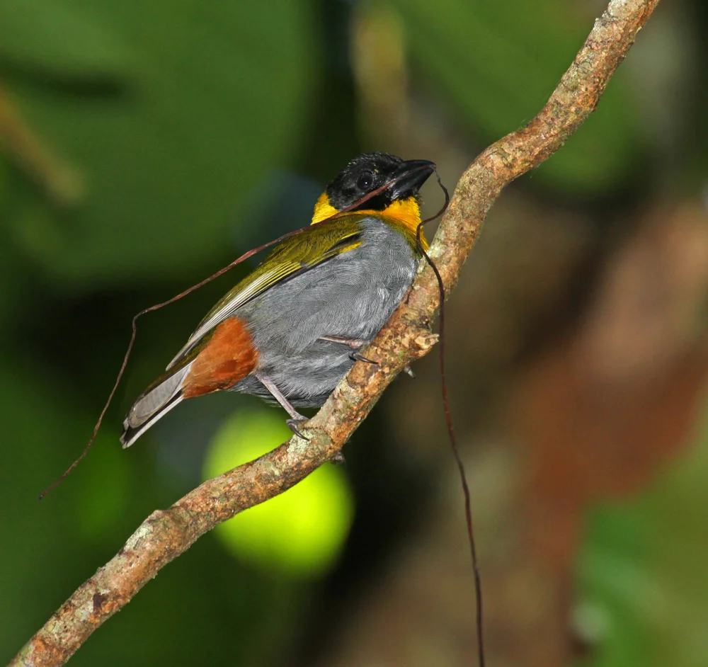 Nelicourvis Weber (Ploceus nelicourvi)