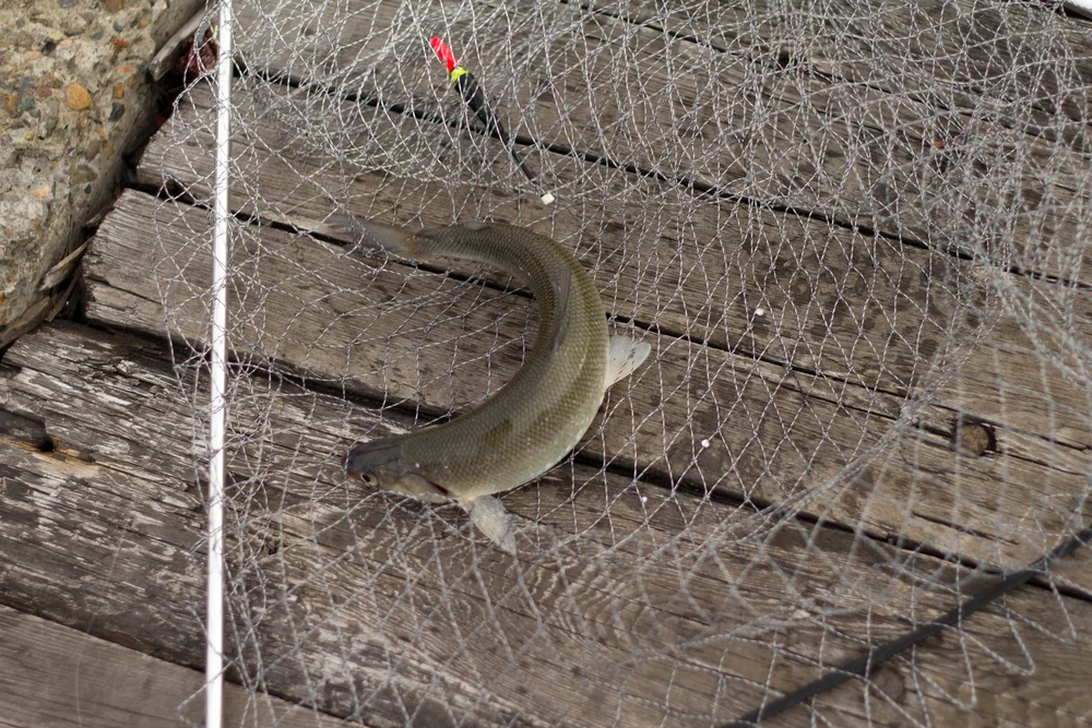 Nelma (Stenodus leucichthys)