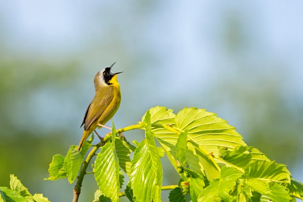 Nelsons Waldsänger (Geothlypis nelsoni)