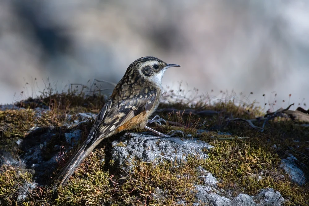 Nepal-Baumläufer (Certhia nipalensis)