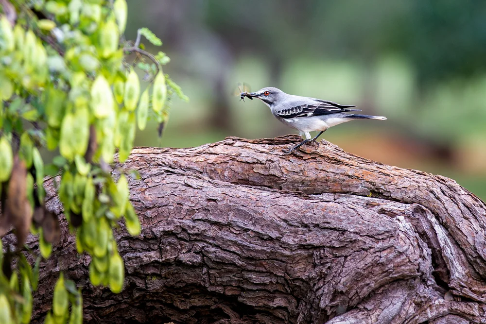 Nepal-Schopfyuhina (Xolmis coronatus)