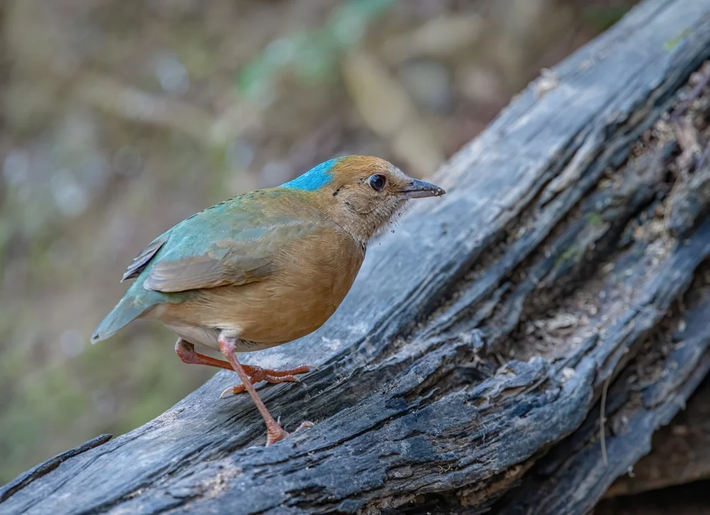 Nepal-Wasserläufer (Hydrornis nipalensis)