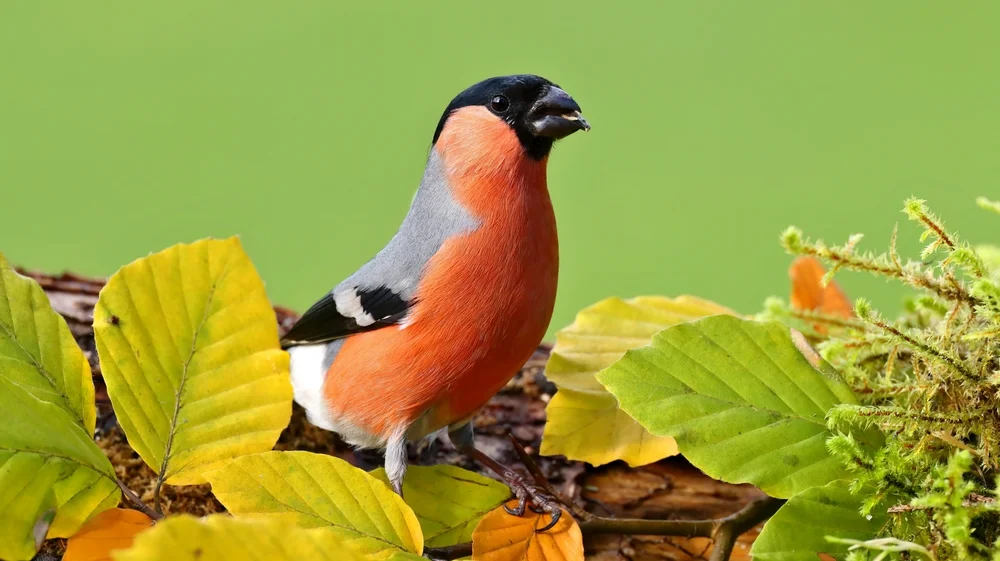 Nepalgimpel (Pyrrhula erythrocephala)