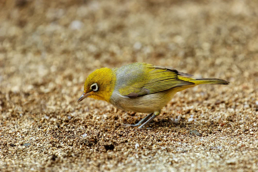 Neubritannien-Brillenvogel (Zosterops ficedulinus)