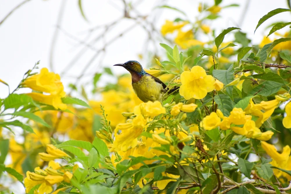 Neuguinea-Bienenfresser (Toxorhamphus novaegulneee)