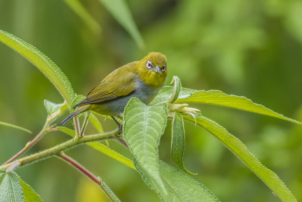 Neuguinea-Brillenvogel (Zosterops novaeguineae)